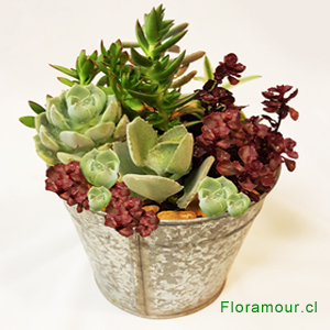 Jardincito miniatura con seleccin de Suculentas y cactus variados en balde metlico (Base y variedades de planta pueden variar segn disponibilidad y tempporada)
Disponible slo dentro de Santiago